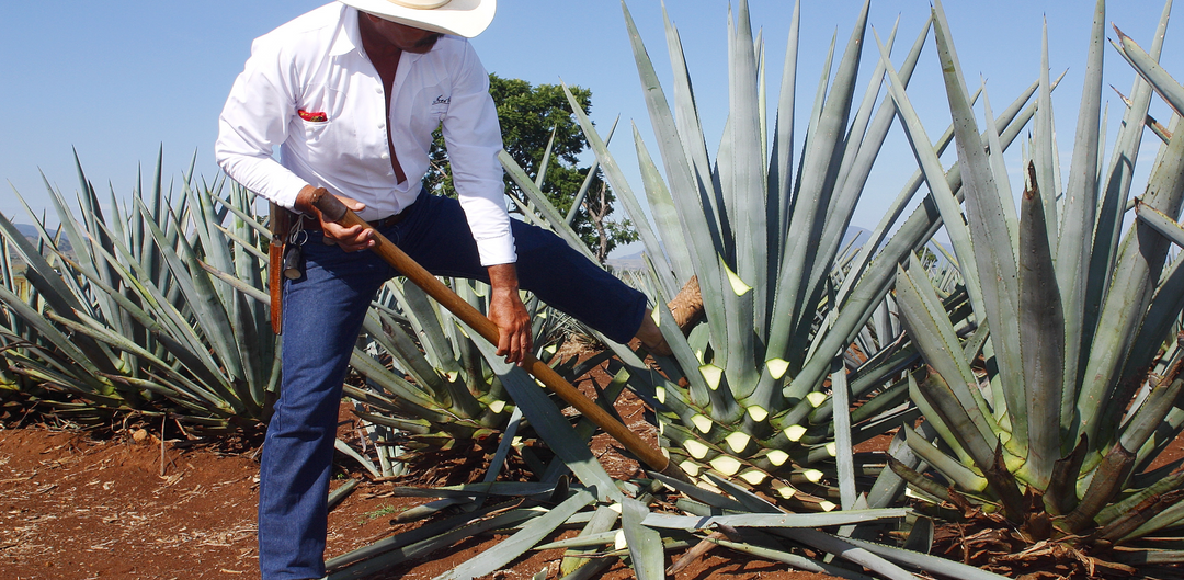 THE HISTORY OF TEQUILA